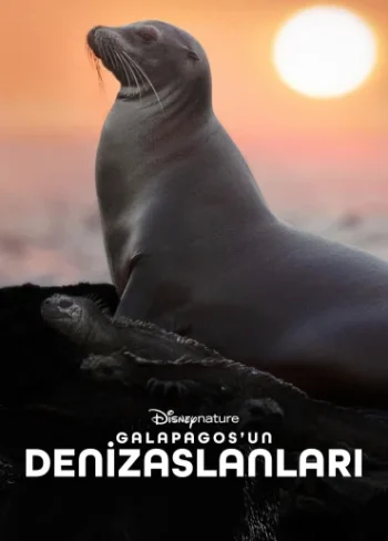 Galapagos’un Denizaslanları